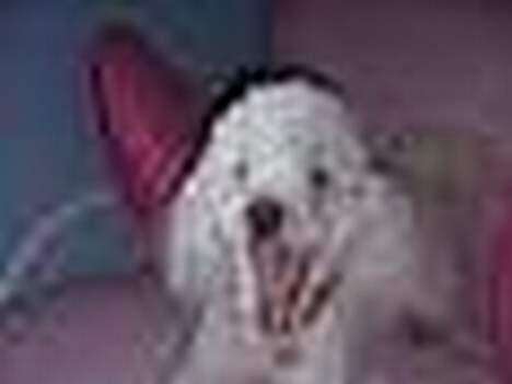 Dværgpuddel Frodo billede 13