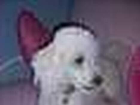 Dværgpuddel Frodo billede 14