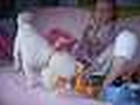 Dværgpuddel Frodo billede 15