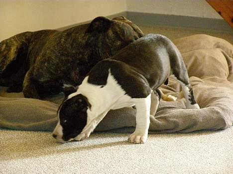 Amerikansk staffordshire terrier BABY billede 6