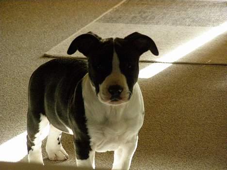 Amerikansk staffordshire terrier BABY billede 7