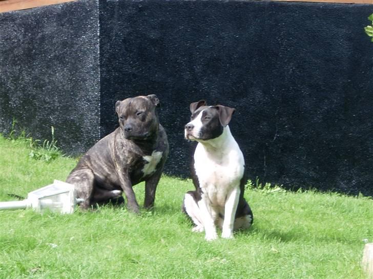 Amerikansk staffordshire terrier BABY - mig og min bror nyder varmen sommeren 07 billede 8
