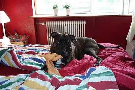 Amerikansk staffordshire terrier Tyson - God gummihøne :D billede 9