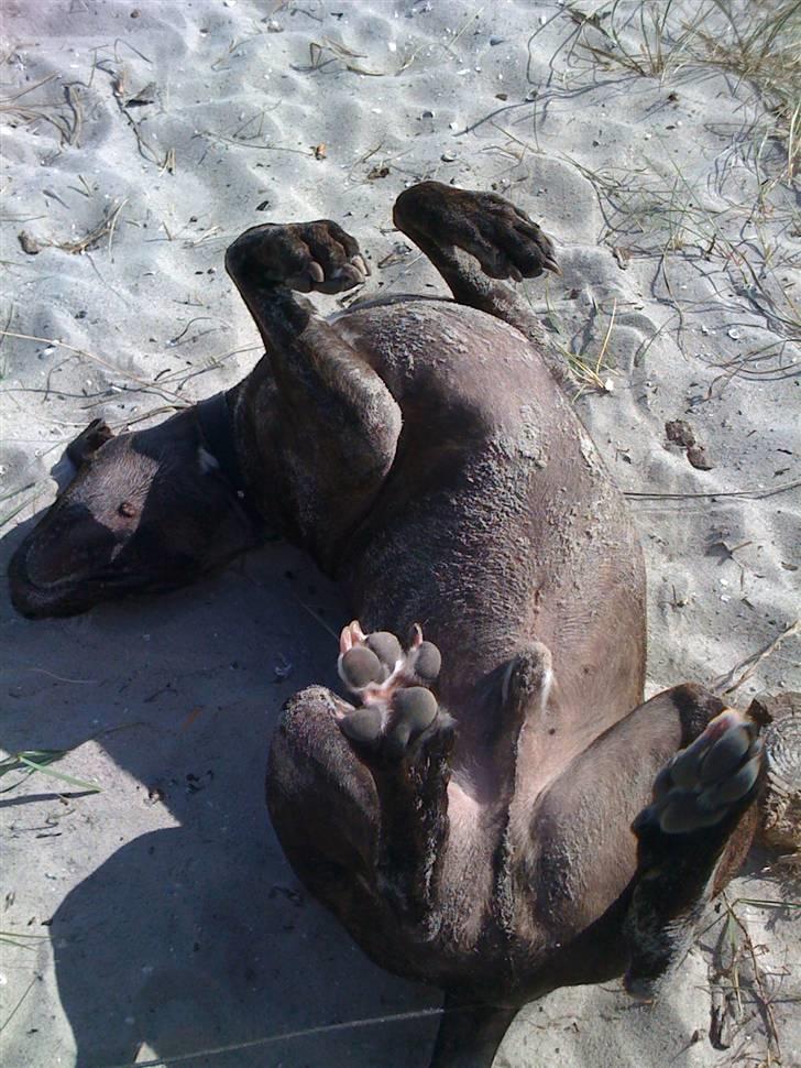 Amerikansk staffordshire terrier Tyson - Det bedste jeg ved er, at rulle mig i sandet eller på græsplænen... billede 10