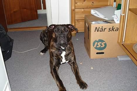 Amerikansk staffordshire terrier Tyson - Lige på dupperne til at lege. billede 11