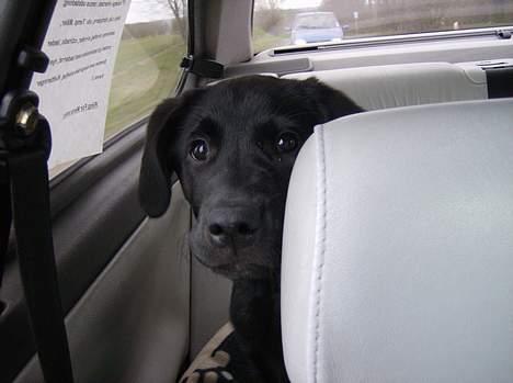 Labrador retriever Freja billede 11