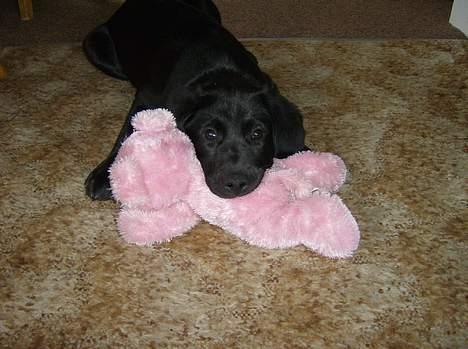 Labrador retriever Freja billede 12