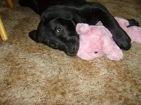 Labrador retriever Freja billede 13