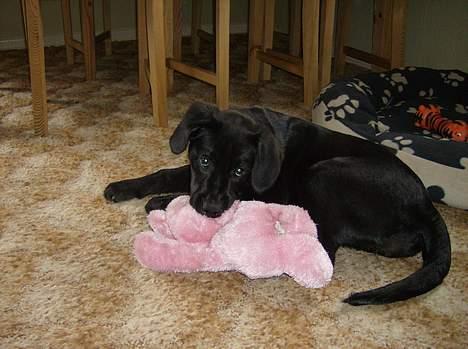 Labrador retriever Freja billede 14