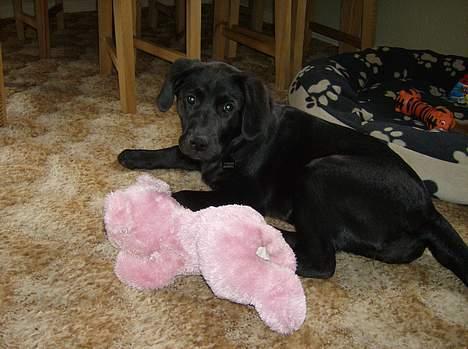 Labrador retriever Freja billede 15