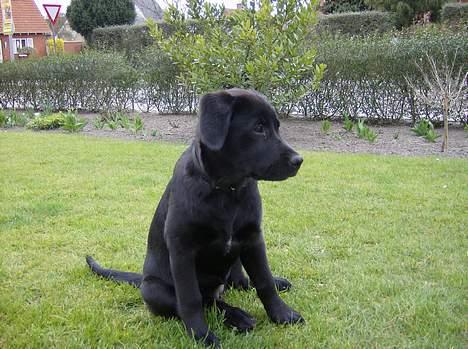 Labrador retriever Freja billede 16