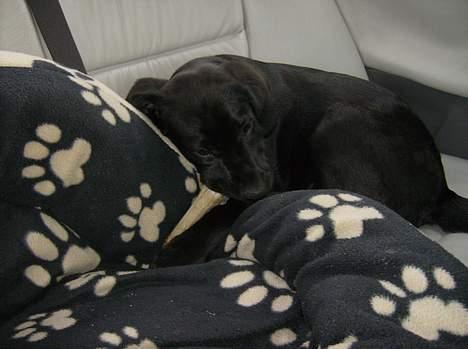 Labrador retriever Freja billede 17