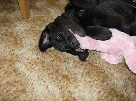 Labrador retriever Freja billede 18