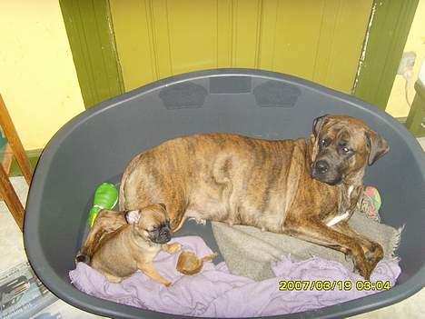 Blanding af racer Magnus - Det er så hyggeligt at putte med Mimmi...  billede 7