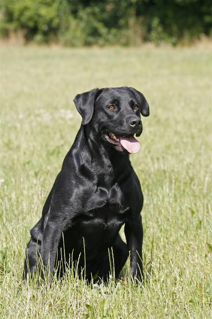 Blanding af racer Bella billede 3