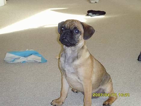 Blanding af racer Magnus - Rank og flot billede 9