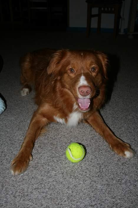 Nova scotia duck tolling retriever Balto billede 11