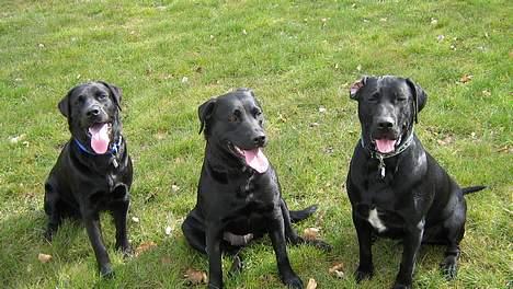 Labrador retriever Tjalfe - Tjalfe, Bella og Axel efter en løbetur billede 14