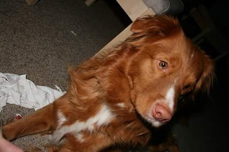 Nova scotia duck tolling retriever Balto billede 12