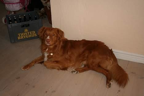 Nova scotia duck tolling retriever Balto billede 13