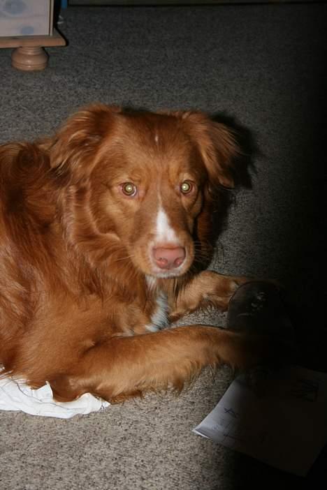 Nova scotia duck tolling retriever Balto billede 17