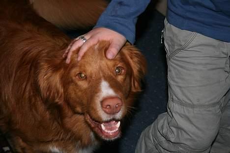 Nova scotia duck tolling retriever Balto billede 18