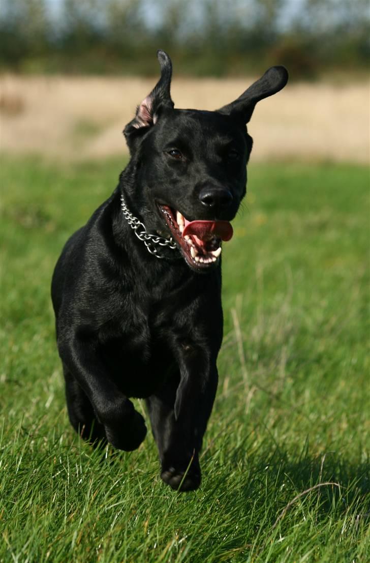 Labrador retriever Nynne ;-) - :O) billede 2