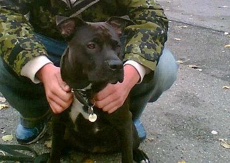 Amerikansk staffordshire terrier zenta billede 2