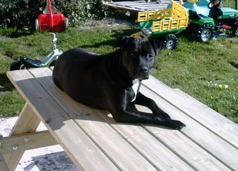 Amerikansk staffordshire terrier zenta billede 3