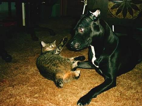 Amerikansk staffordshire terrier zenta billede 4