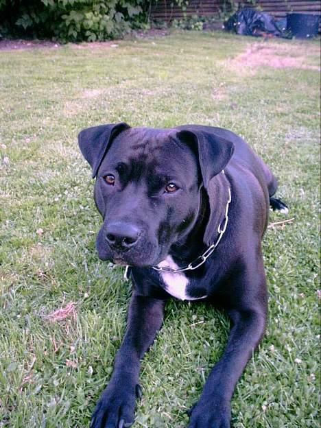 Amerikansk staffordshire terrier zenta billede 5