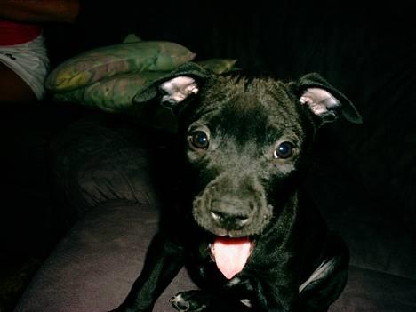 Amerikansk staffordshire terrier zenta billede 6