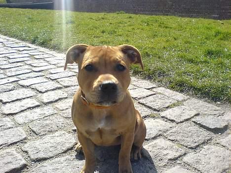 Staffordshire bull terrier Angie billede 5