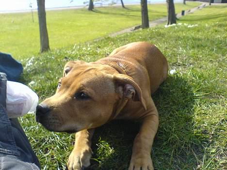 Staffordshire bull terrier Angie billede 6