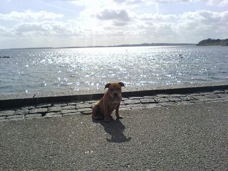 Staffordshire bull terrier Angie billede 7