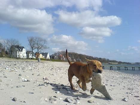 Staffordshire bull terrier Angie billede 8