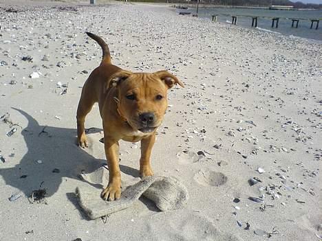 Staffordshire bull terrier Angie billede 9