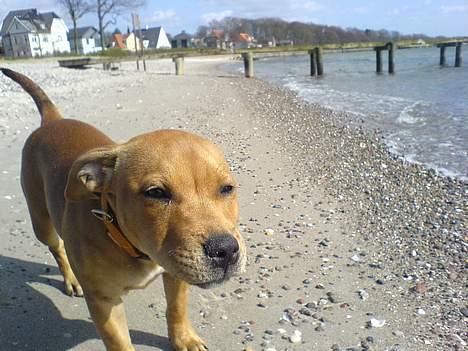 Staffordshire bull terrier Angie billede 10