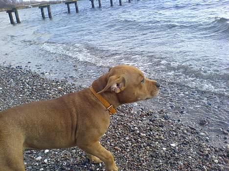 Staffordshire bull terrier Angie billede 11