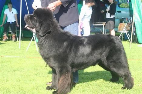 Newfoundlænder Ferdinand (Cannon Bear's) - Ferdinand vinder unghundeklassen med CK i Køge - hans første udstilling. Går hjem som 4. bedst af alle hanhunde :o) billede 18