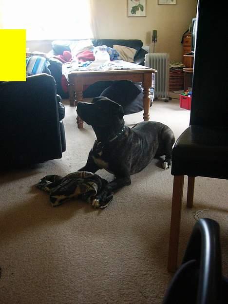 Amerikansk bulldog Frida billede 7