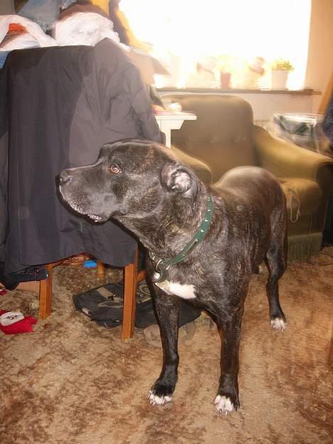 Amerikansk bulldog Frida billede 8