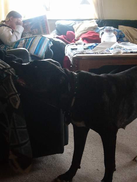 Amerikansk bulldog Frida billede 9