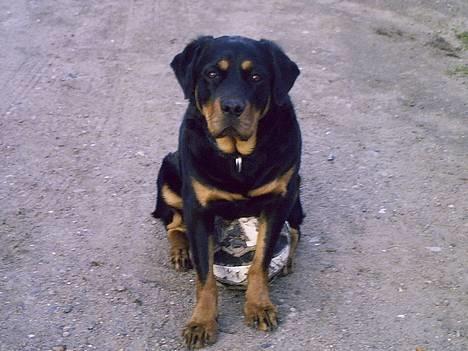 Blanding af racer Trine (Rip d. 24/5-2019) - hvaa ville du noget eller hva??  billede 1