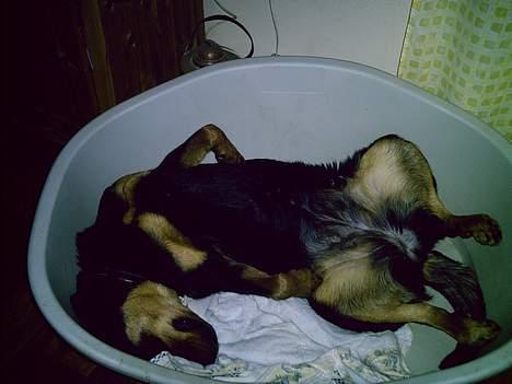 Blanding af racer Trine (Rip d. 24/5-2019) - zzzzzzzzzzzzzzzzzzzzzzzzzzzz billede 2