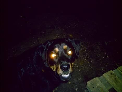 Blanding af racer Trine (Rip d. 24/5-2019) - jeg er sur..grrr eller legesyg ihvertfald billede 3