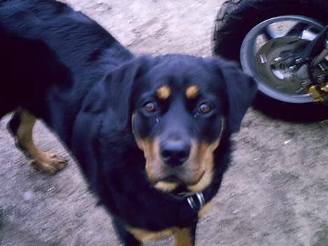 Blanding af racer Trine (Rip d. 24/5-2019) - hvad pokker er det for et apperat han holder.. gad vide om det smager godt???  billede 4