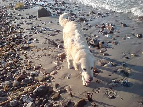 Golden retriever Maggie - Lækkert på stranden :) billede 7