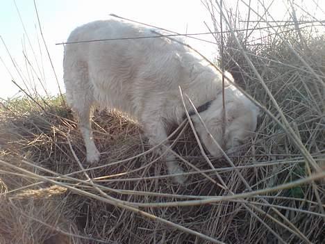 Golden retriever Maggie - En muuuus? :D billede 8