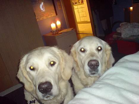 Golden retriever Maggie - Bagerst maggie! "Hvad har du af go´e sager?" :) billede 9